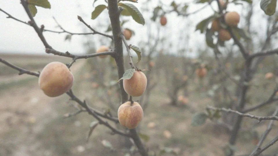 Jak przycinać morele? Przewodnik krok po kroku